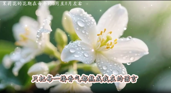 知识赛道丨每天认识一种花